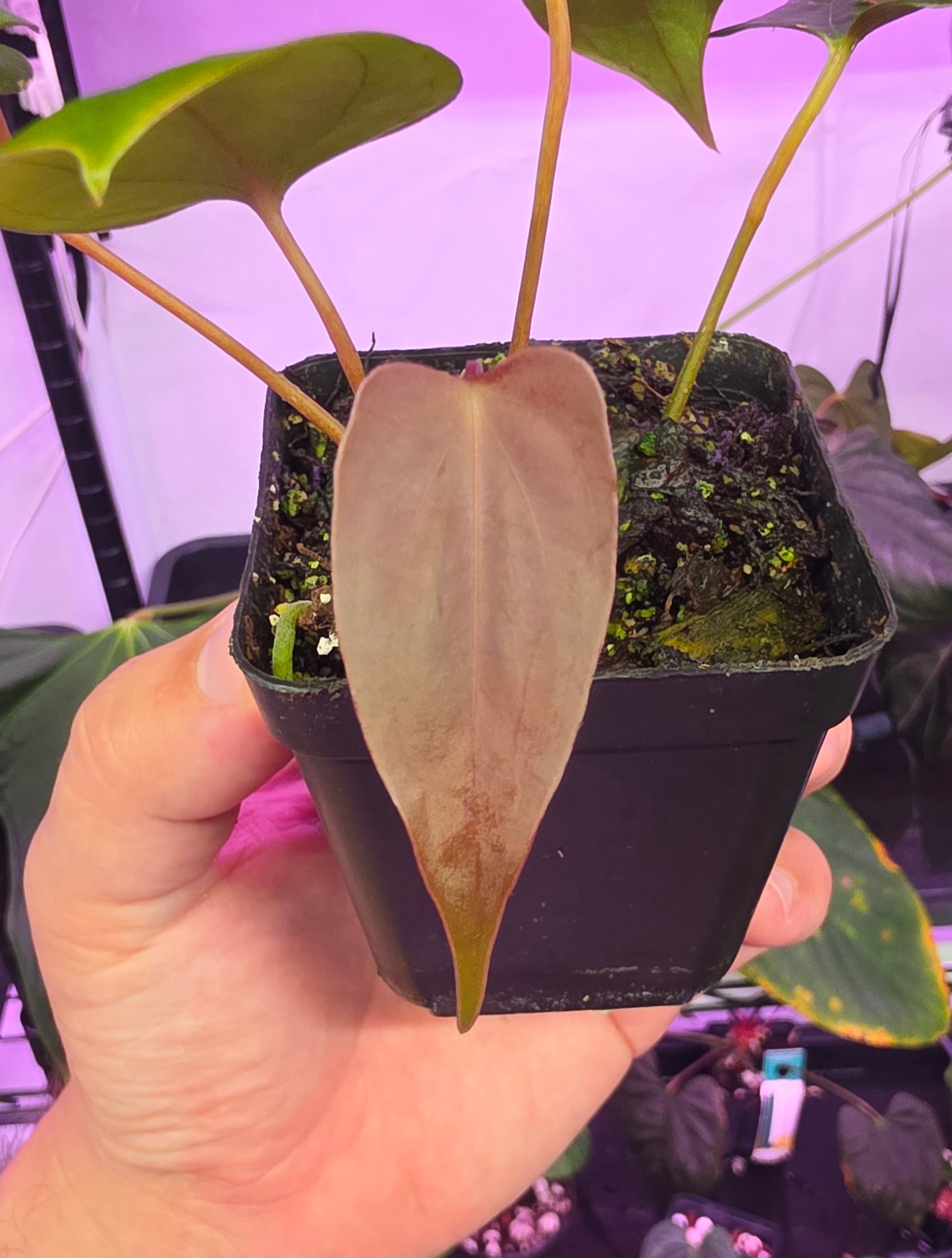 Anthurium Sp. Nov DF clone