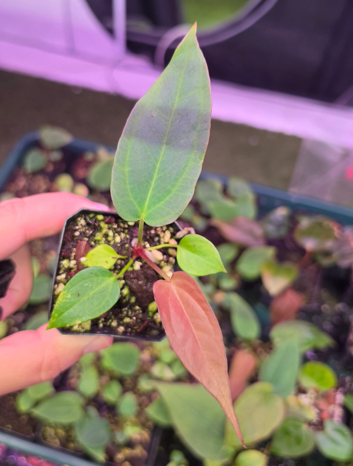 Anthurium (Dark & Handsome x red velvet cake) x Antolakii/Bvep ra1 s1