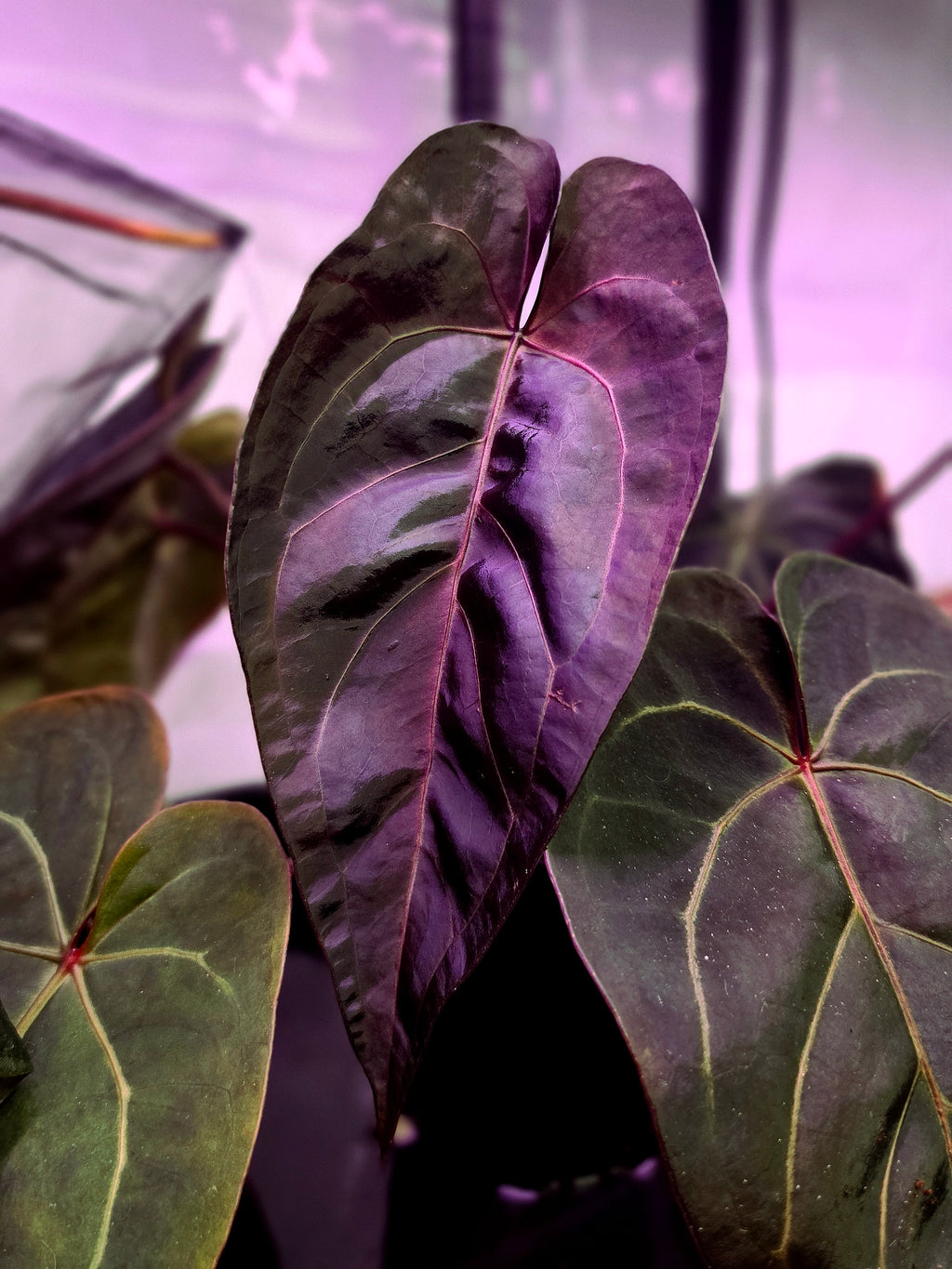 Anthurium (DHxRVC) x (BWxRVC)