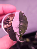 Alocasia Chantrieri pink variegata