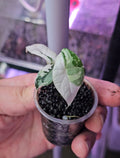 Alocasia Scalprum albo variegata 