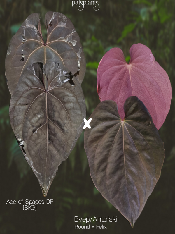 Anthurium Ace of Spades DF SKG x Bvep/Antolakii round x felix