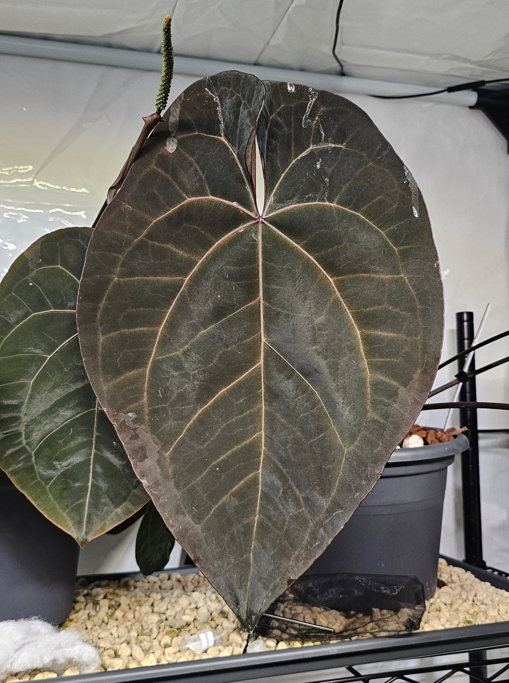 Anthurium Ace of Spades DF