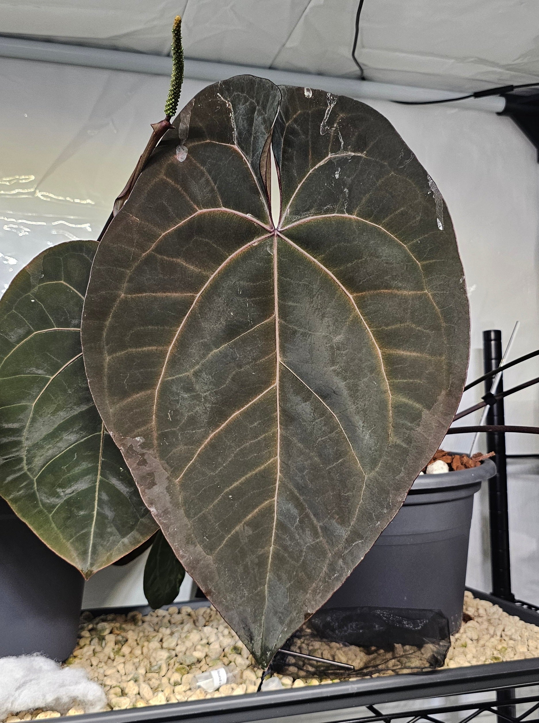 Anthurium Ace of Spades DF