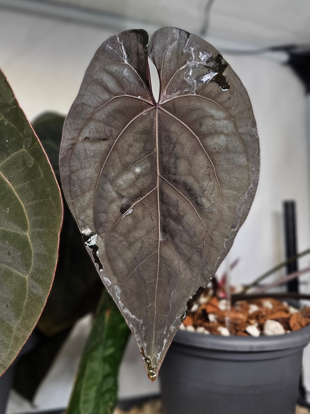 Anthurium Ace of spades DF SKG