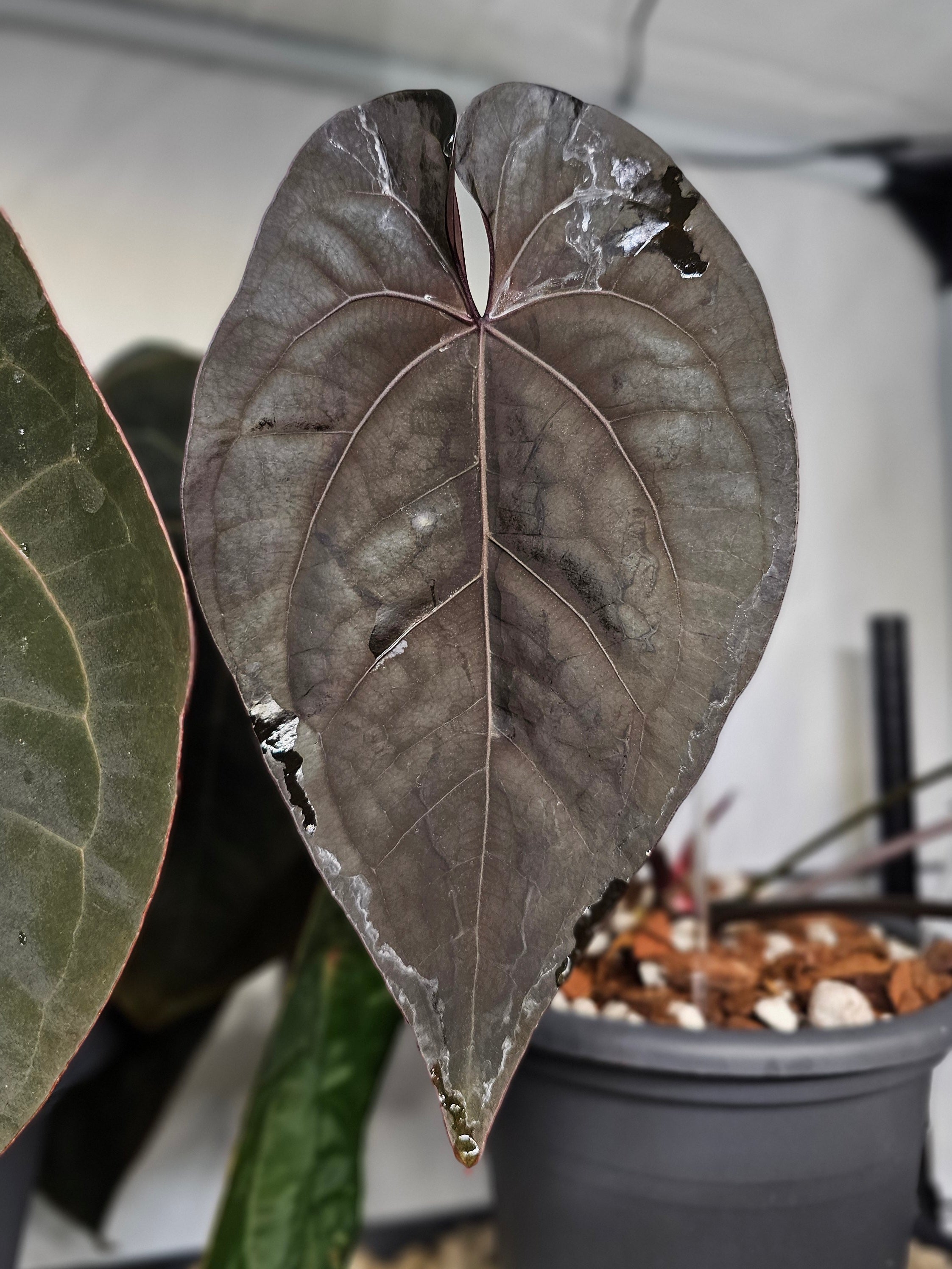 Anthurium Ace of spades DF SKG