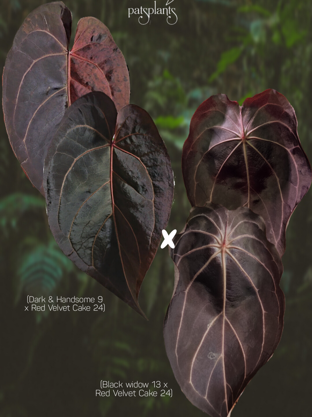 Anthurium (DH x RVC) x (BW x RVC)