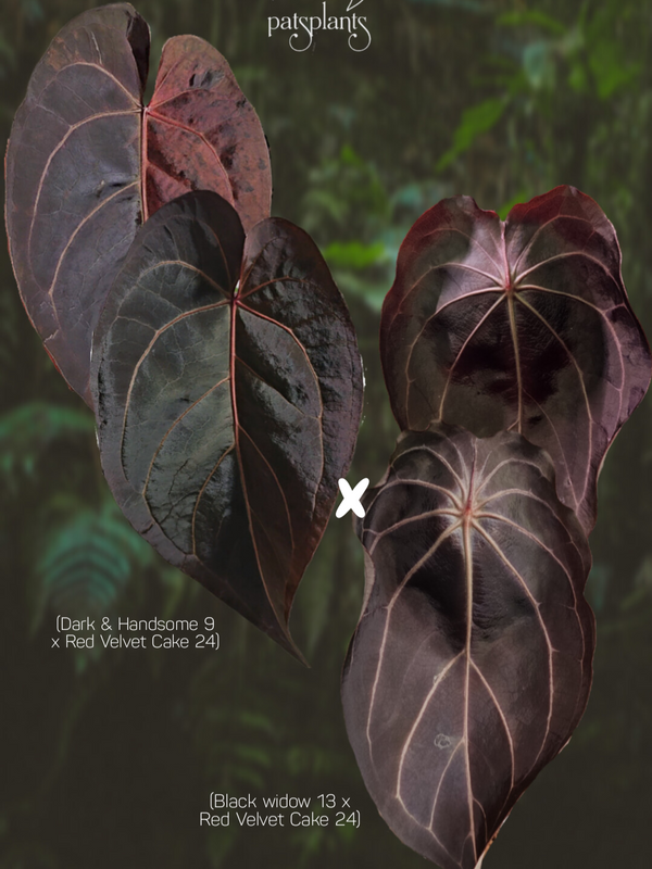 Anthurium (DH x RVC) x (BW x RVC)