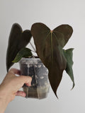 Anthurium Sp. NOV DF 