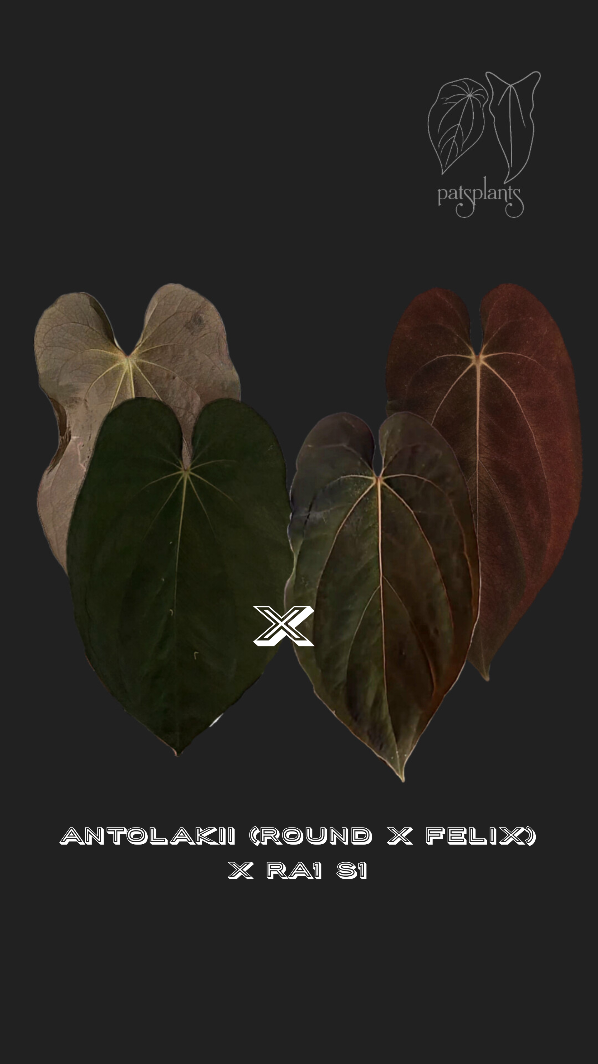 Anthurium Antolakii/Bvep (round x felix) x Ra1 s1