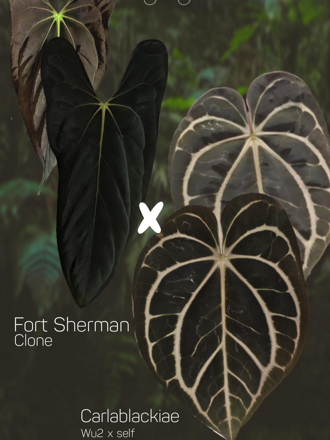 Anthurium Fort sherman x Carlablackiae Wu2 s1 germinated seeds