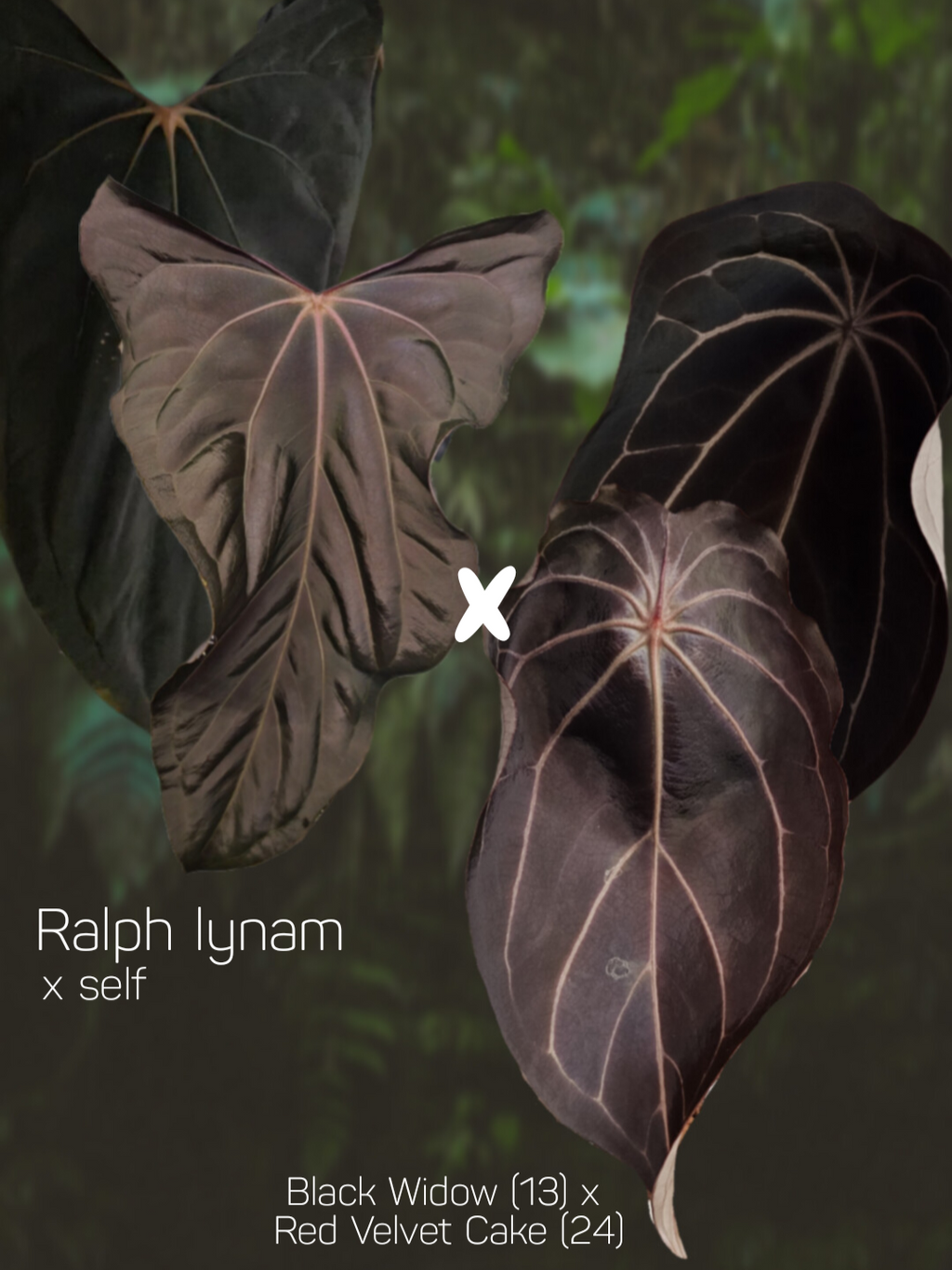 Anthurium Ralph Lynam s1 x (Black widow x red velvet cake)