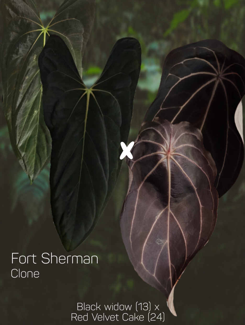 Anthurium Fort Sherman x (Black widow x red velvet cake)