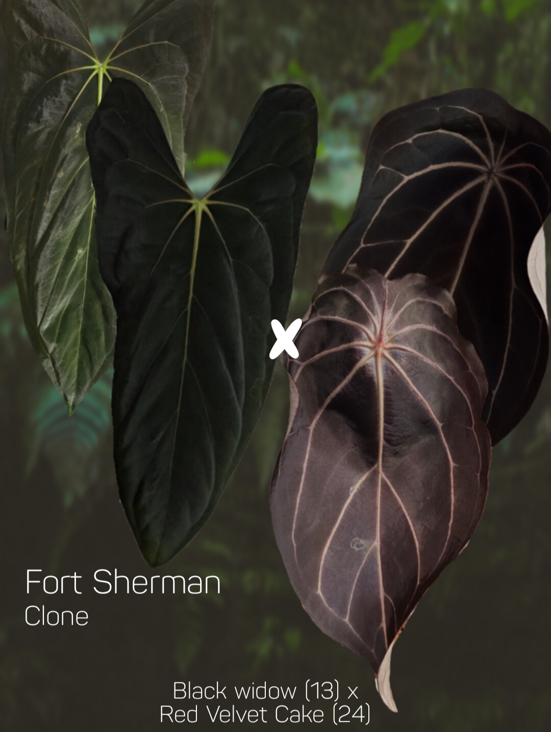 Anthurium Fort Sherman x (Black widow x red velvet cake)