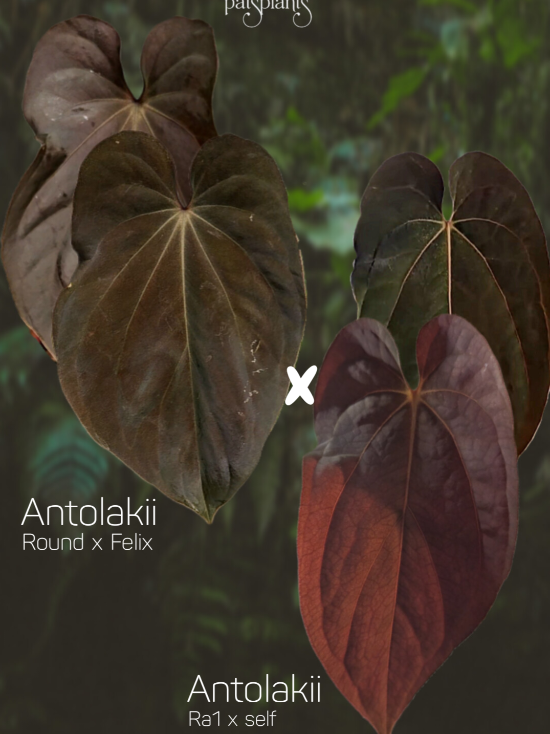 Anthurium Antolakii/Bvep (round x felix) x Ra1 s1