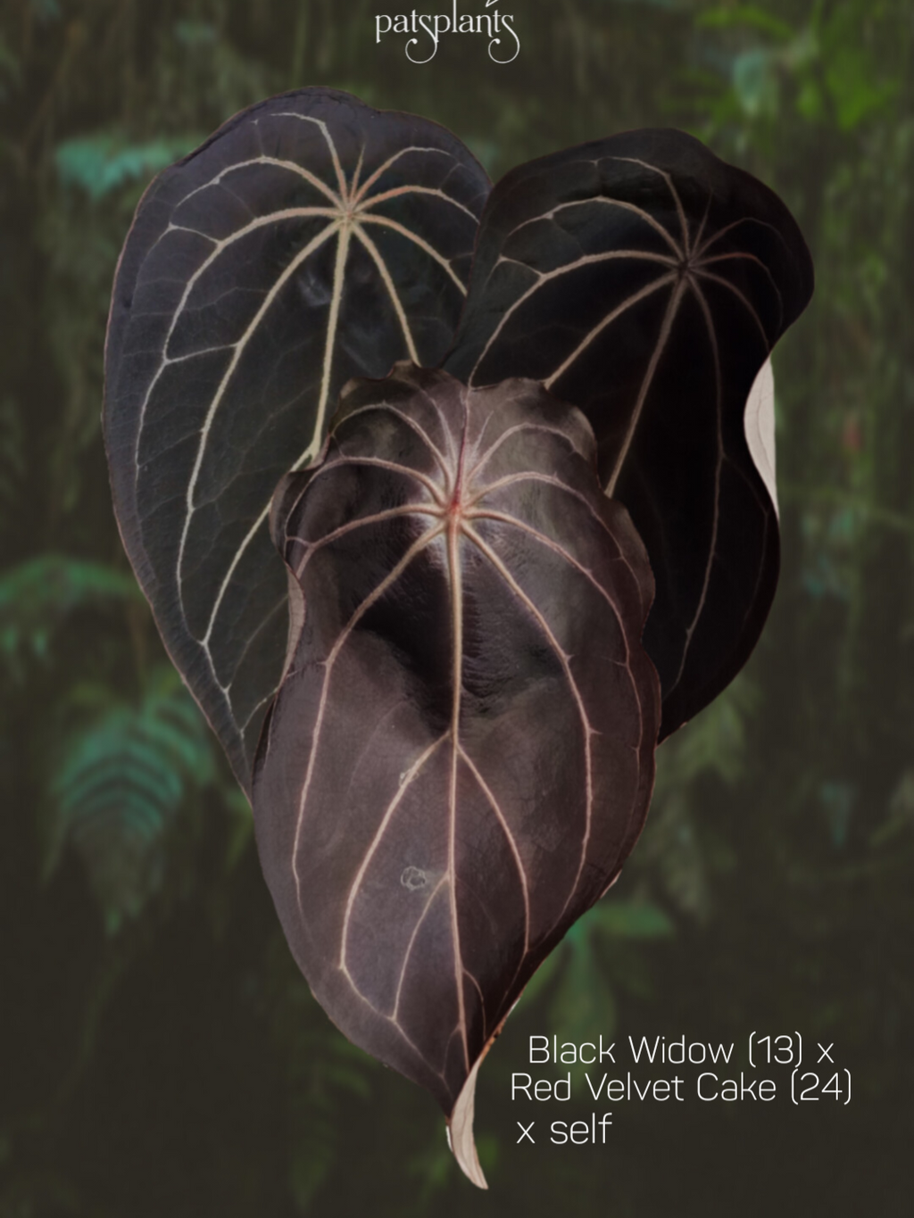 Anthurium Black Widow x Red velvet cake x self