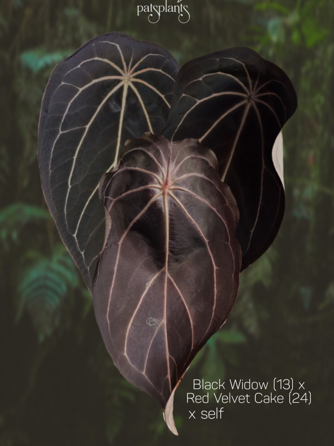 Anthurium Black Widow x Red velvet cake x self