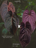 Anthurium (Dark & Handsome x red velvet cake) x Antolakii/Bvep ra1 s1