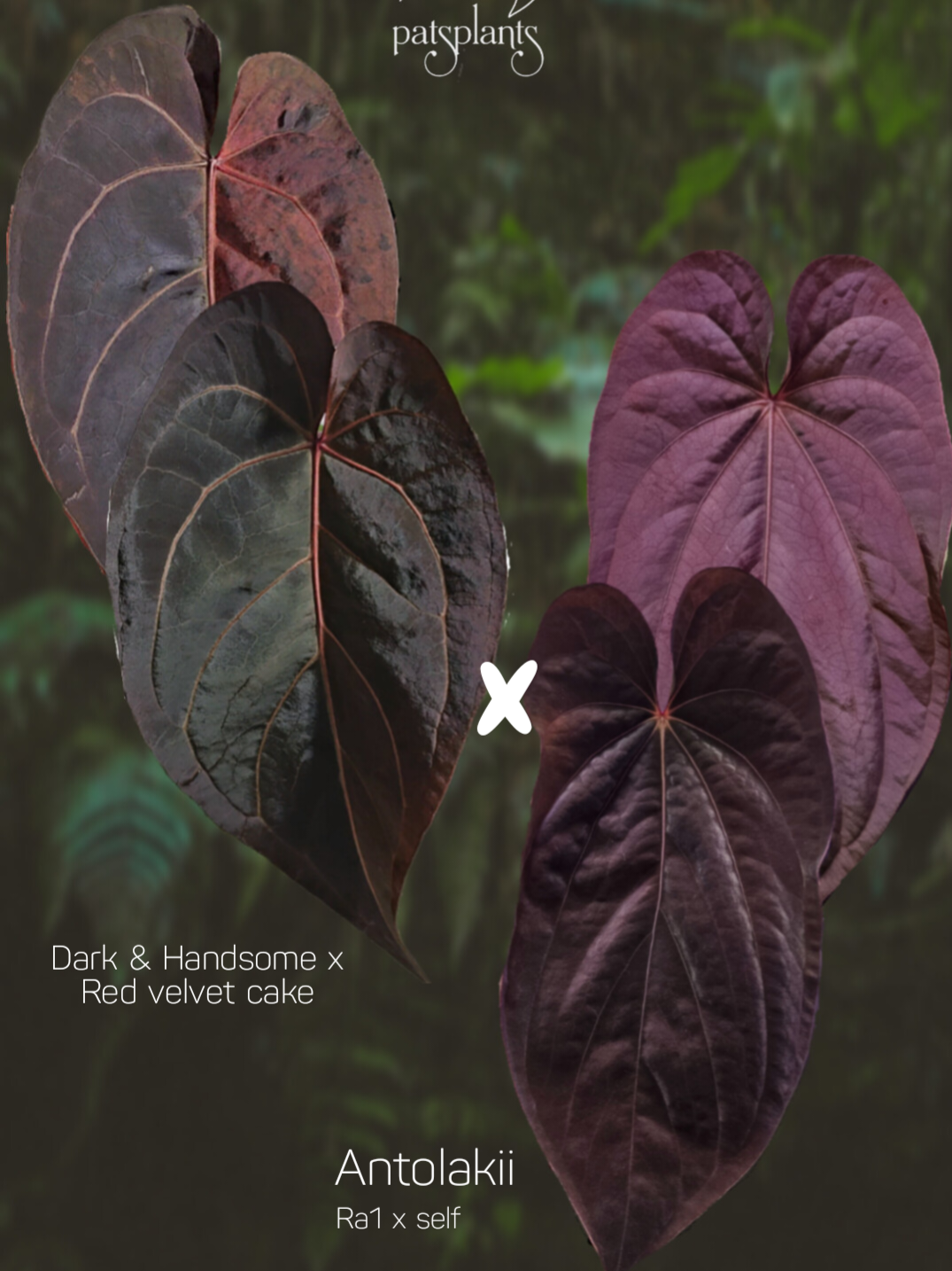 Anthurium (Dark & Handsome x red velvet cake) x Antolakii/Bvep ra1 s1