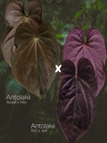 Anthurium Antolakii/Bvep (round x felix) x Ra1 s1
