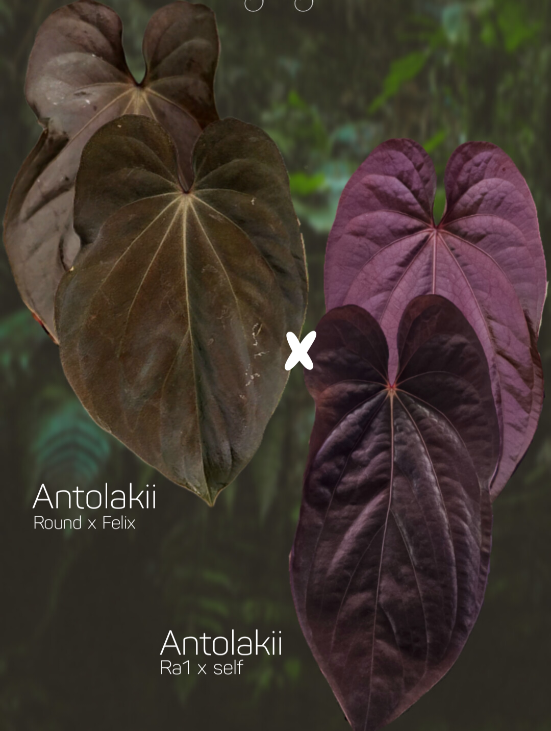 Anthurium Antolakii/Bvep (round x felix) x Ra1 s1