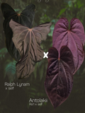 Anthurium Ralph Lynam s1 x Antolakii Ra1 s1