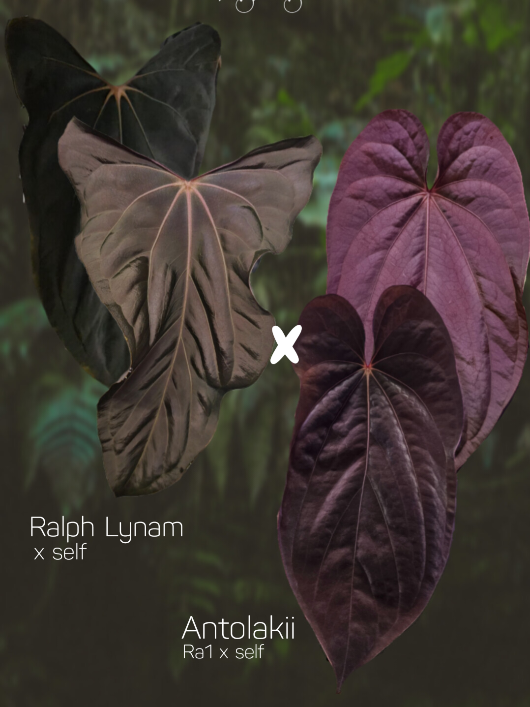 Anthurium Ralph Lynam s1 x Antolakii Ra1 s1
