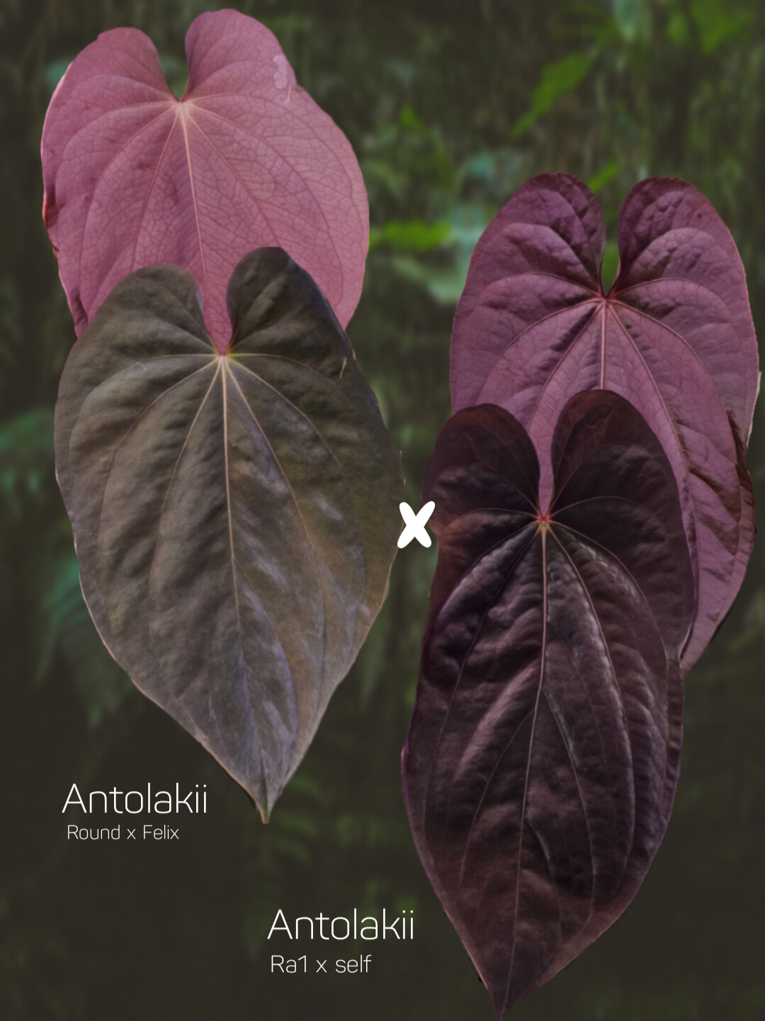 Anthurium Antolakii/Bvep (round x felix) x Ra1 s1
