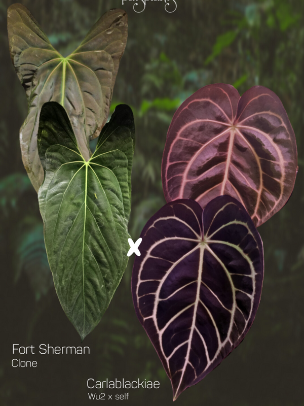 Anthurium Fort sherman x Carlablackiae Wu2 s1 seedlings
