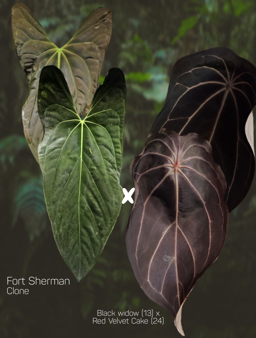Anthurium Fort Sherman x (Black widow x red velvet cake)