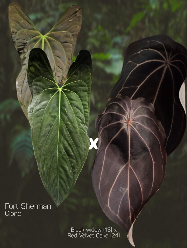 Anthurium Fort Sherman x (Black widow x red velvet cake)