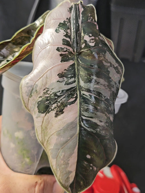 Alocasia Azlanii Pink variegata