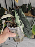 Alocasia Scalprum albo variegata corm