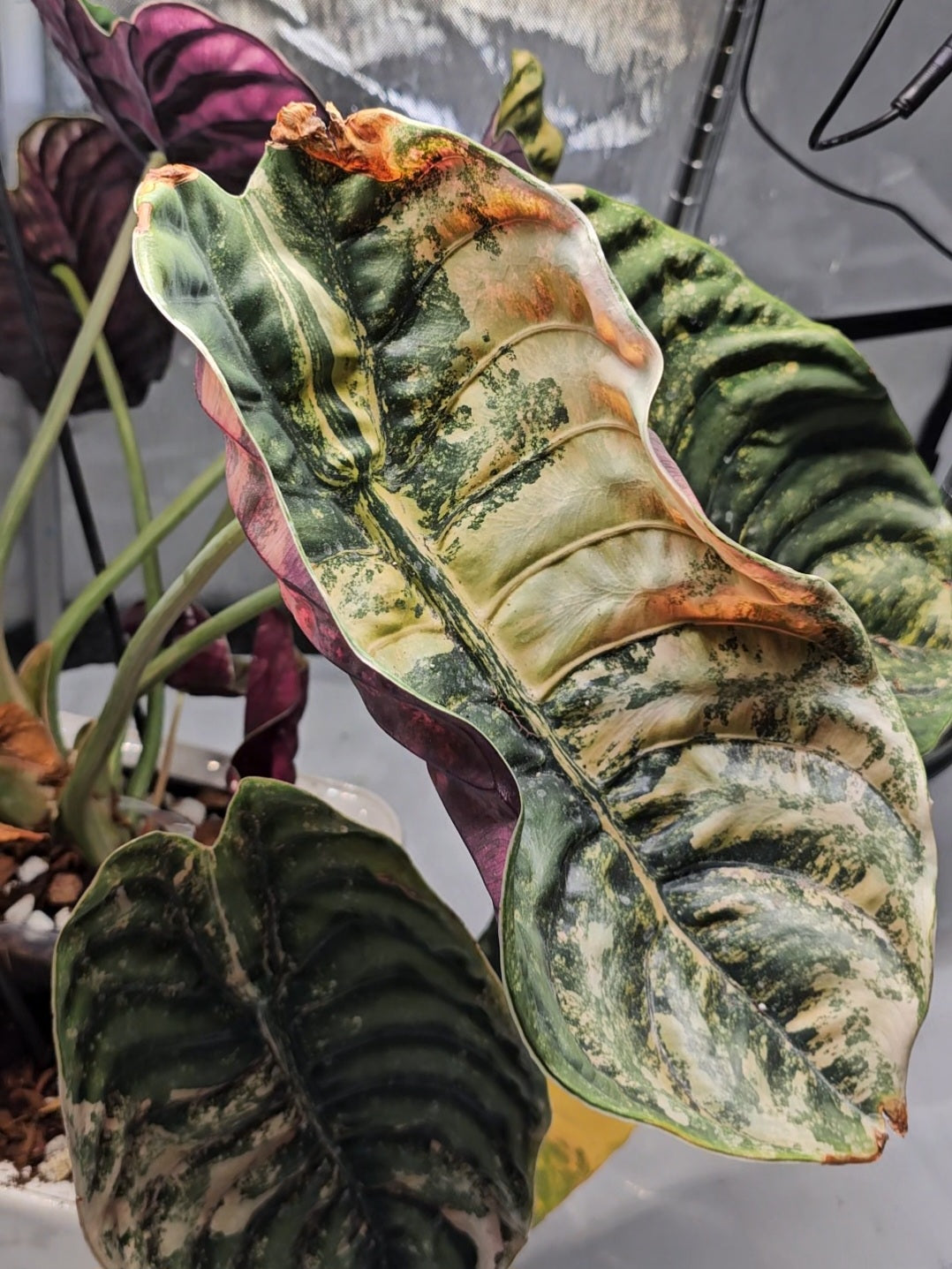 Alocasia Cuprea latte/peach corm