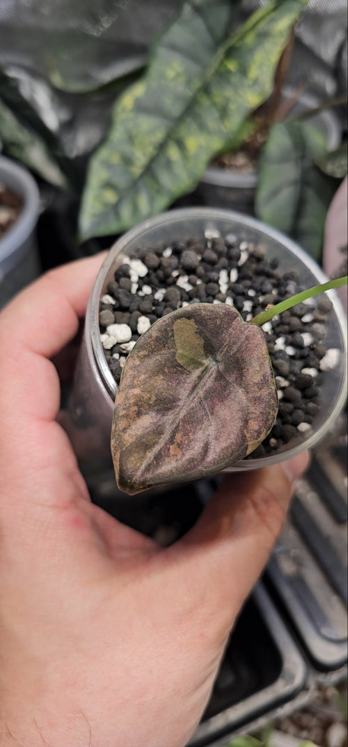 Alocasia Cuprea latte/peach variegata