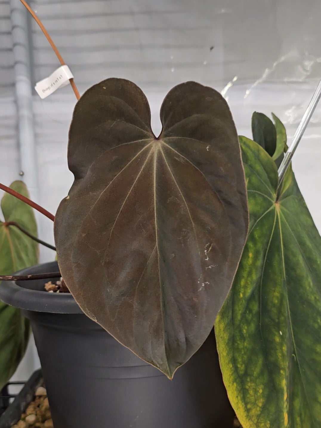Anthurium Antolakii/Bvep (round x felix) x Ra1 s1
