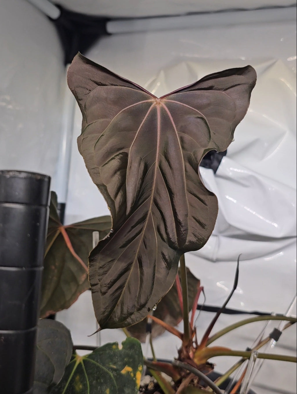 Anthurium Ralph Lynam s1 x Antolakii Ra1 s1
