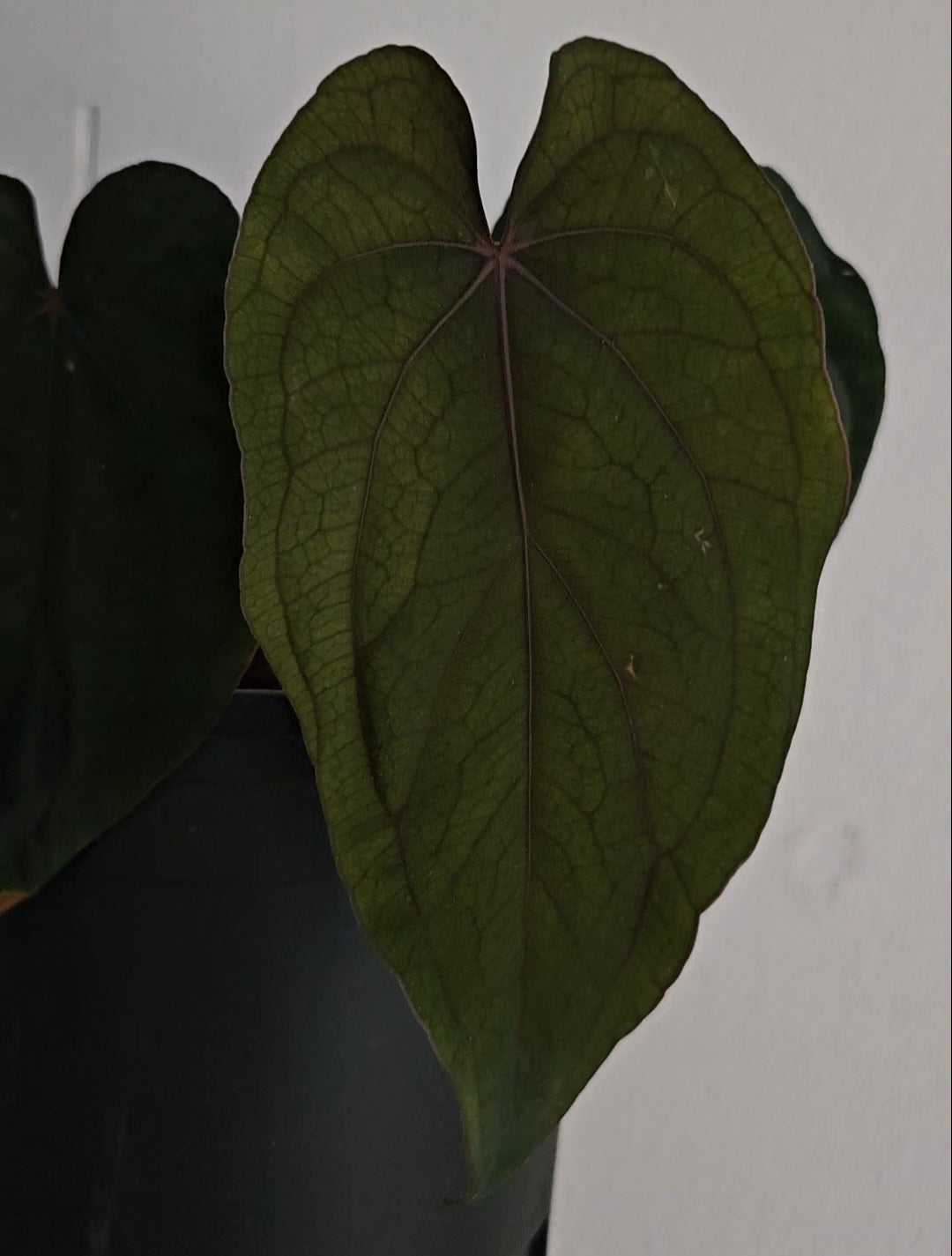 Anthurium Midnight Velvet 'Deepy Ruby' clone