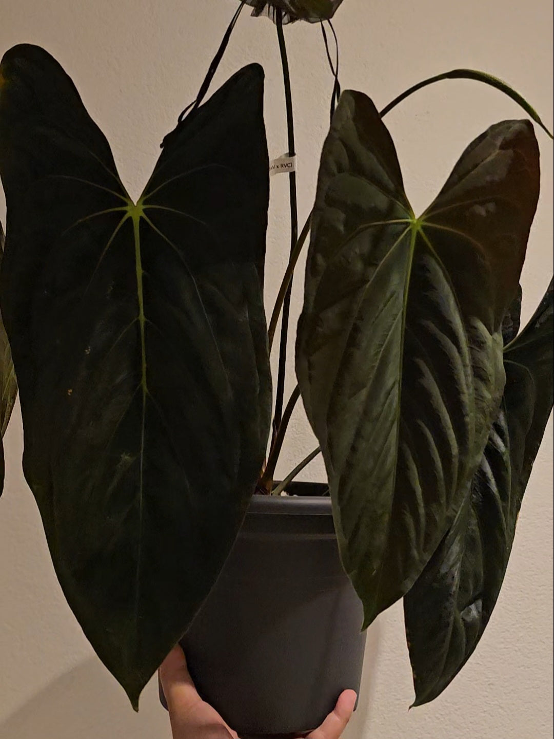 Anthurium Fort Sherman x (Black widow x red velvet cake)