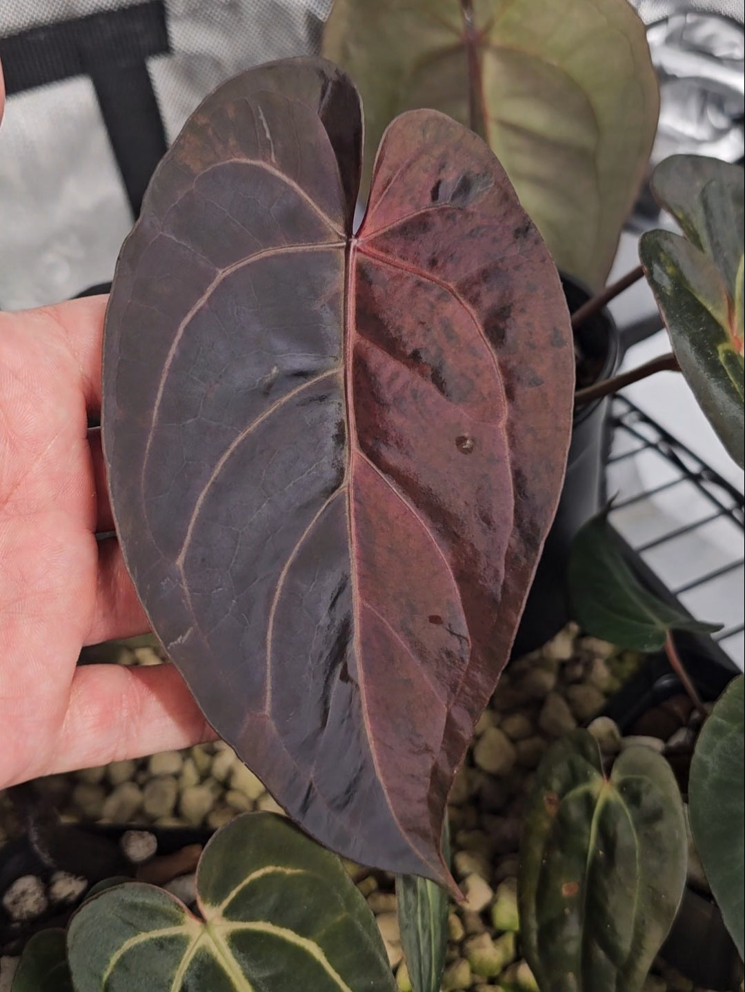 Anthurium (Dark & Handsome x red velvet cake) x Antolakii/Bvep ra1 s1