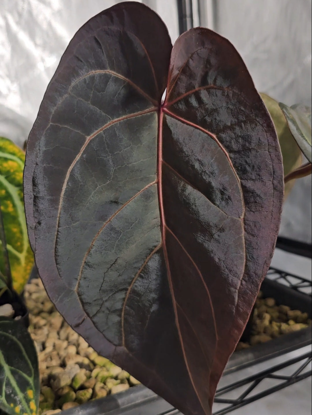 Anthurium (DHxRVC) x (BWxRVC)