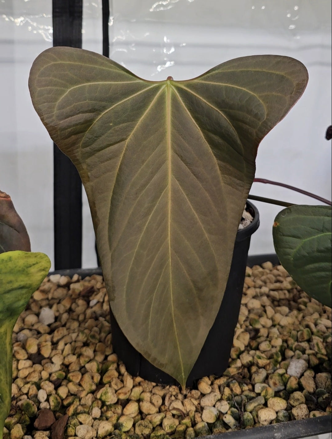 Anthurium Mr. Worldwide