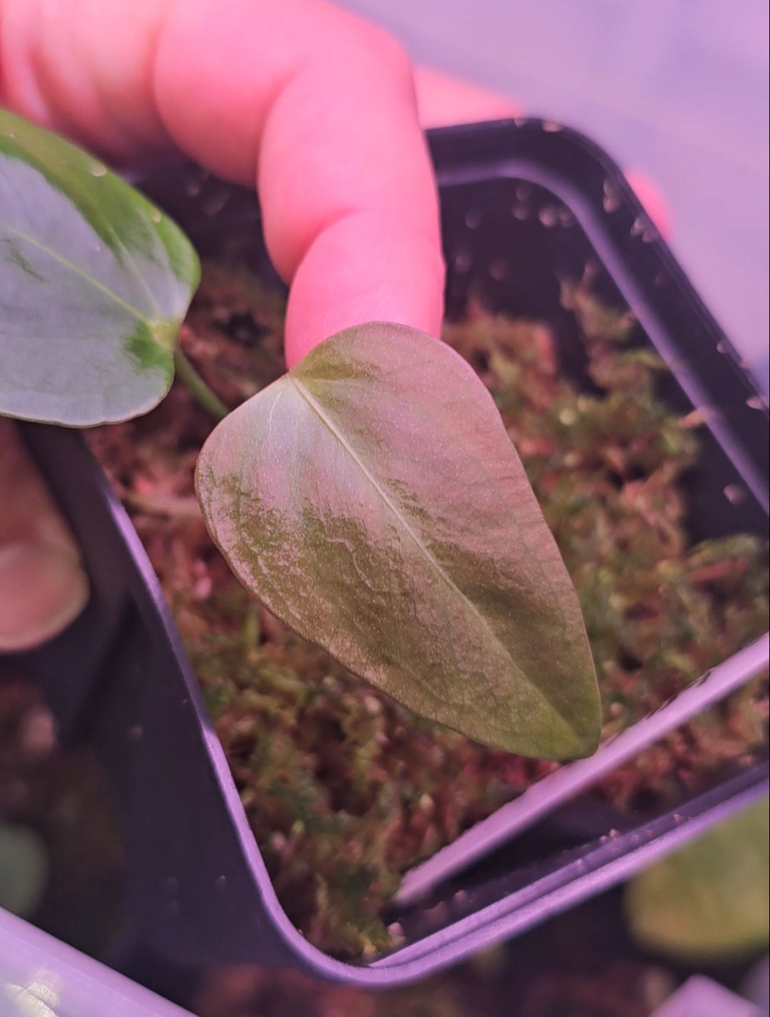 Anthurium Mr. Worldwide