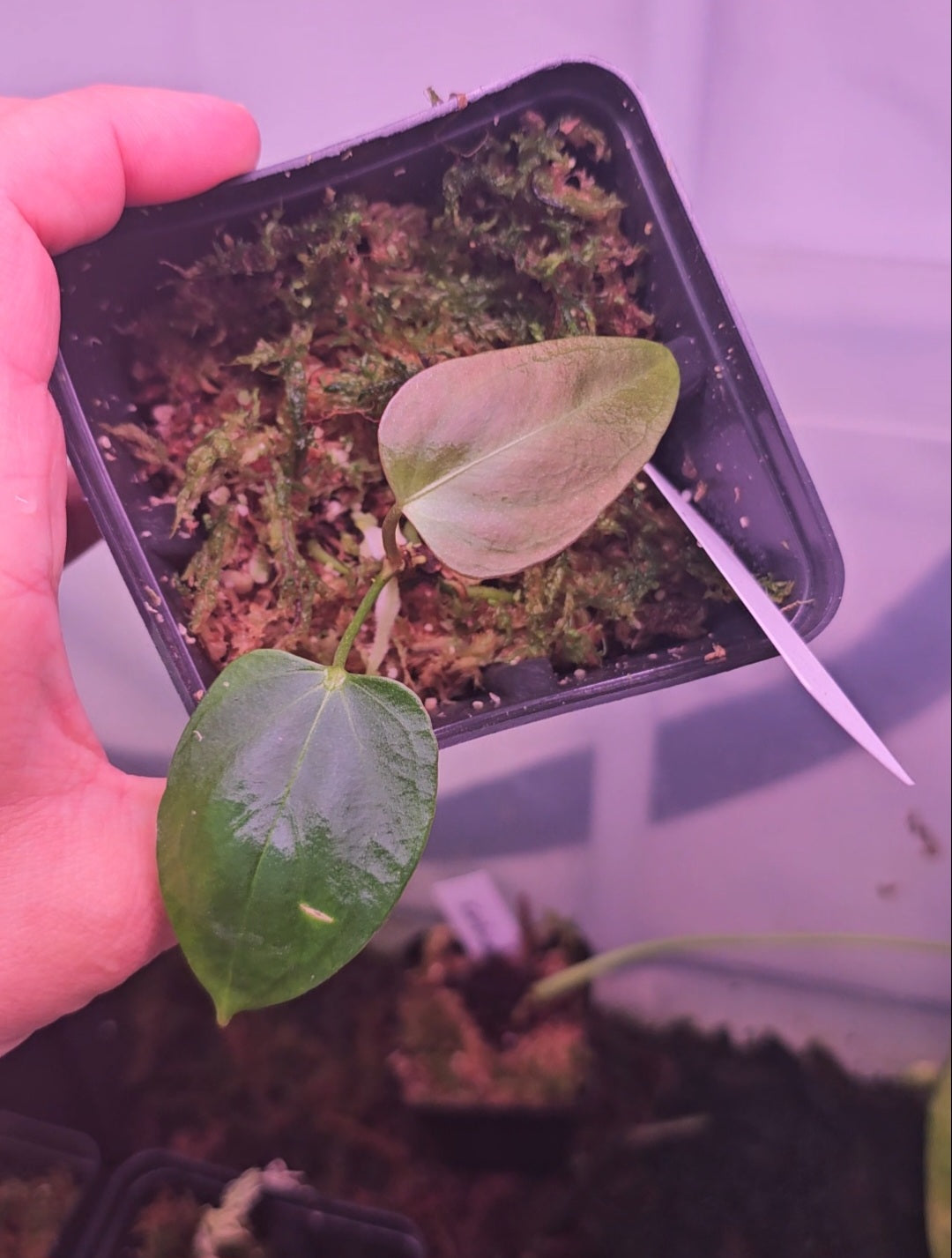 Anthurium Mr. Worldwide