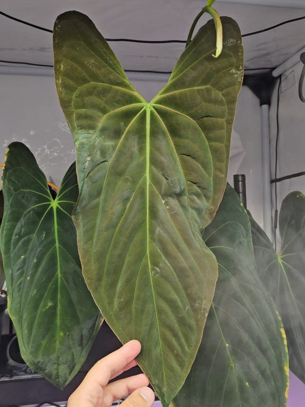 Anthurium Fort Sherman 