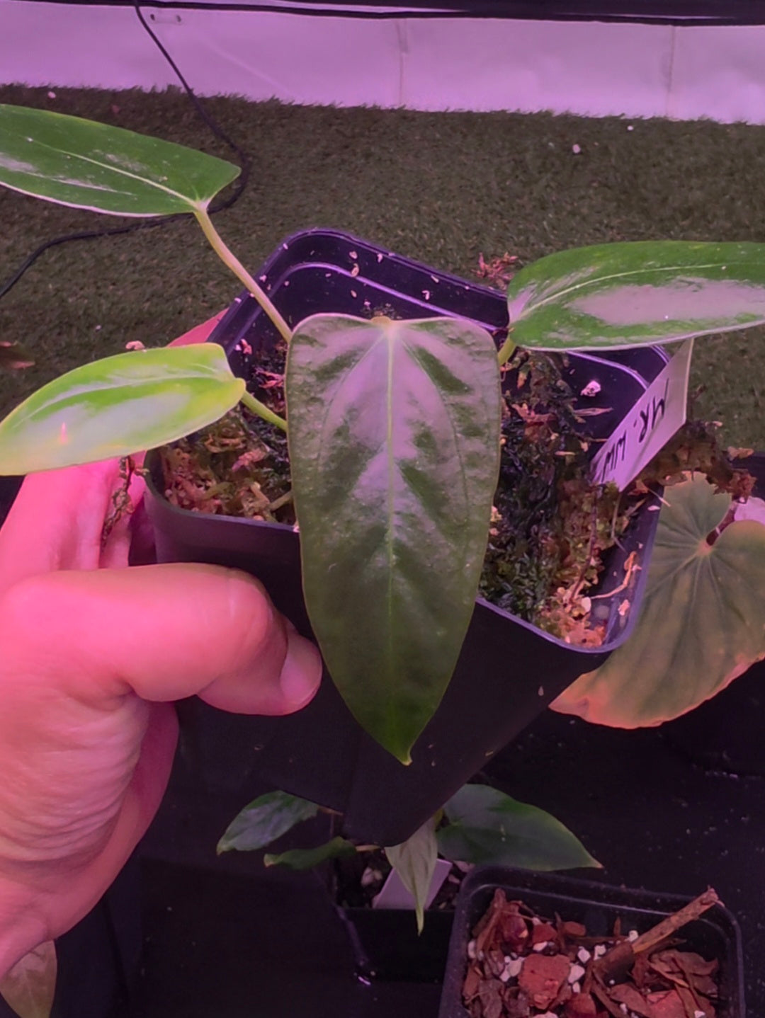 Anthurium Mr. Worldwide