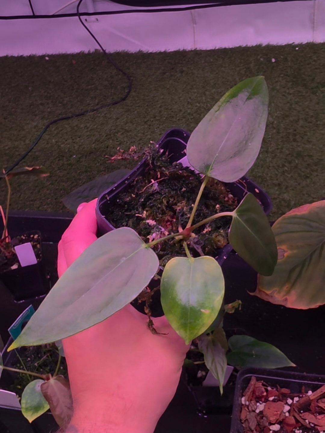 Anthurium Mr. Worldwide
