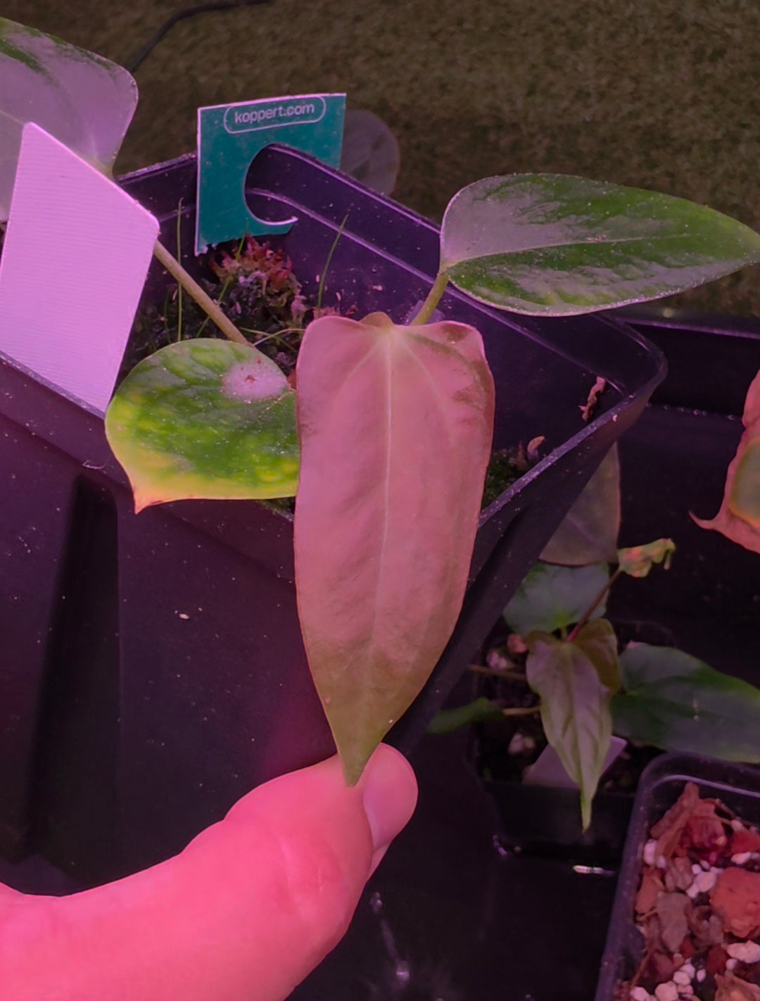 Anthurium Mr. Worldwide