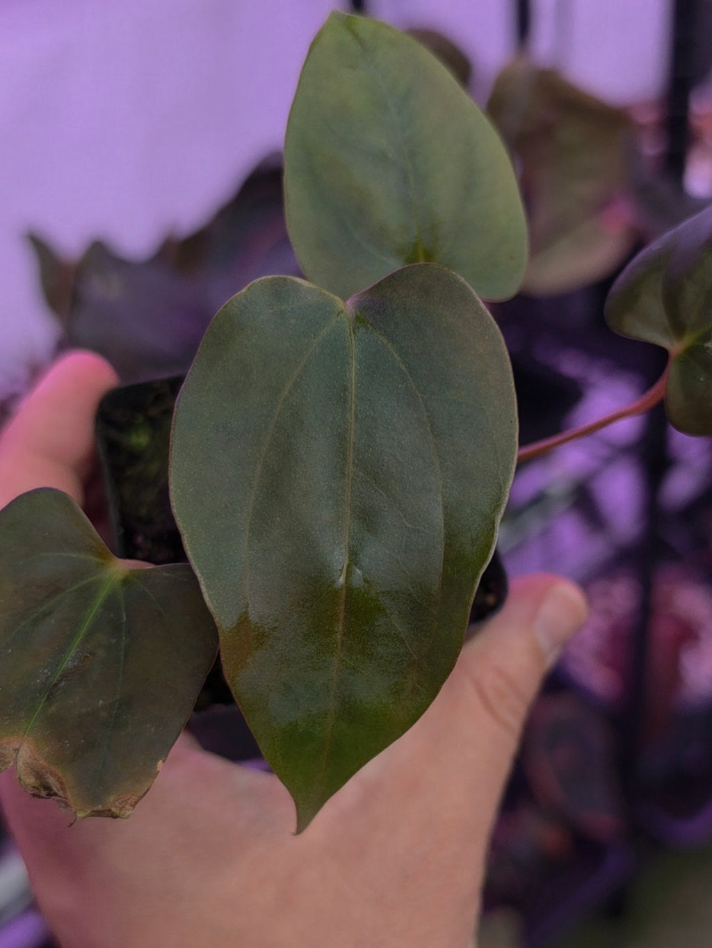 Anthurium Sp. Nov DF clone