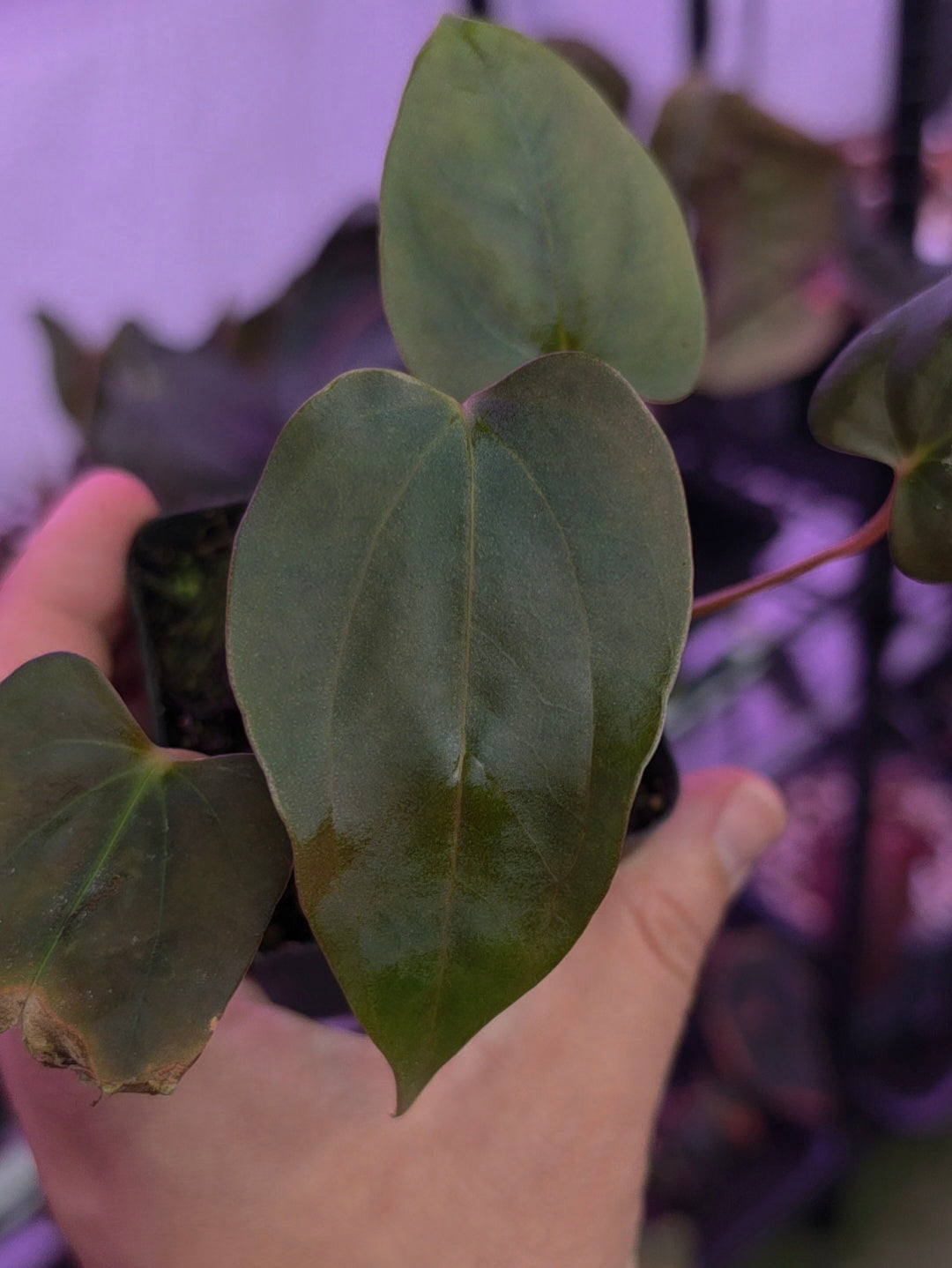 Anthurium Sp. Nov DF clone